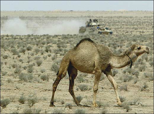 Camel | Defence Forum & Military Photos - DefenceTalk